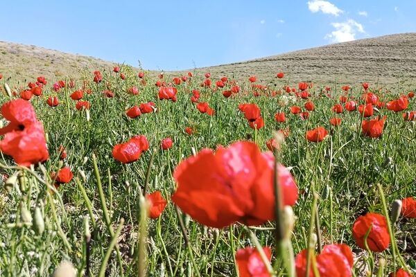باباکمال؛ نگین سرسبز قلقلرود در قاب تصویر