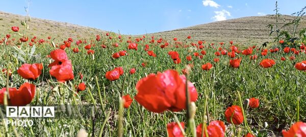 باباکمال؛ نگین سرسبز قلقلرود در قاب تصویر