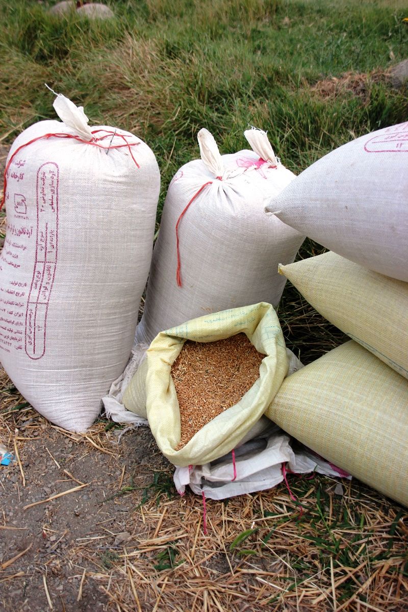 واریز ۵۰ هزار میلیارد تومان بابت خرید تضمینی گندم‌کاران