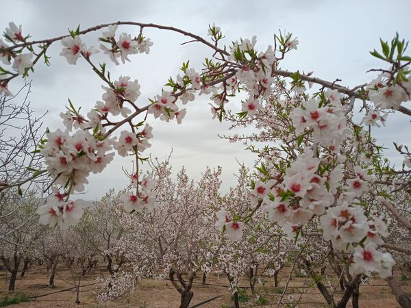 شکوفه‌ درختان، آمدن بهار را مژده می‌‌دهند