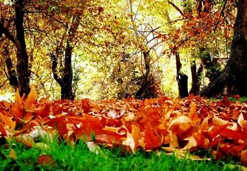 سفری کوتاه به شیاسی، سرزمینی در نزدیکی آسمان