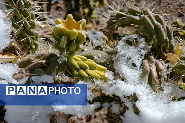 رد پای برف در باغات نهضت آباد اصفهان