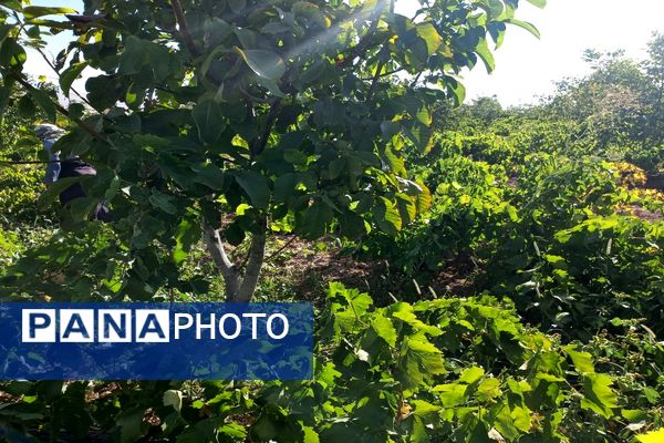 آغاز فصل برداشت انگور از باغات روستای گزکوه فاروج