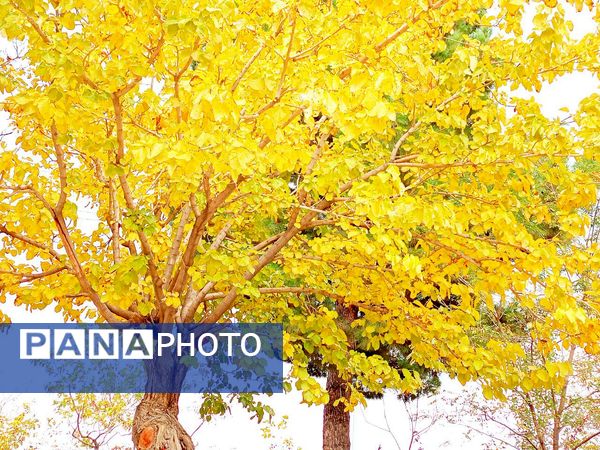 کاشمر در برگریزان پاییز