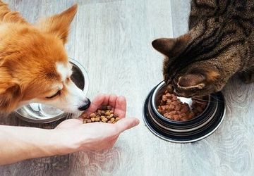 تغذیه حیوانات شهری سبب آسیب به حیات وحش می‌شود