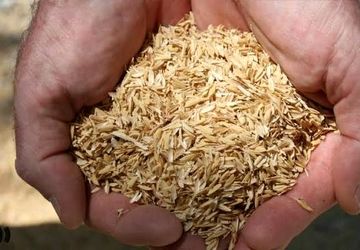 برداشت شلتوک در شهرستان رستم آغاز شد



