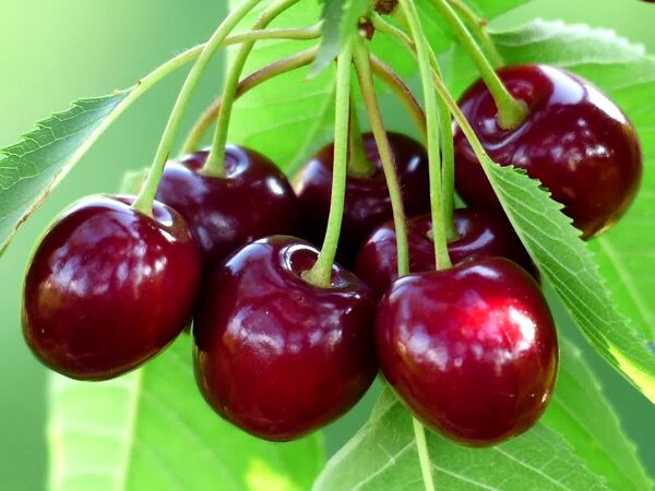 برداشت گیلاس در آذربایجان شرقی