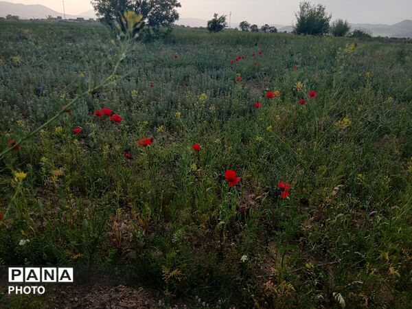 طبیعت چشم نواز روستای دهنو