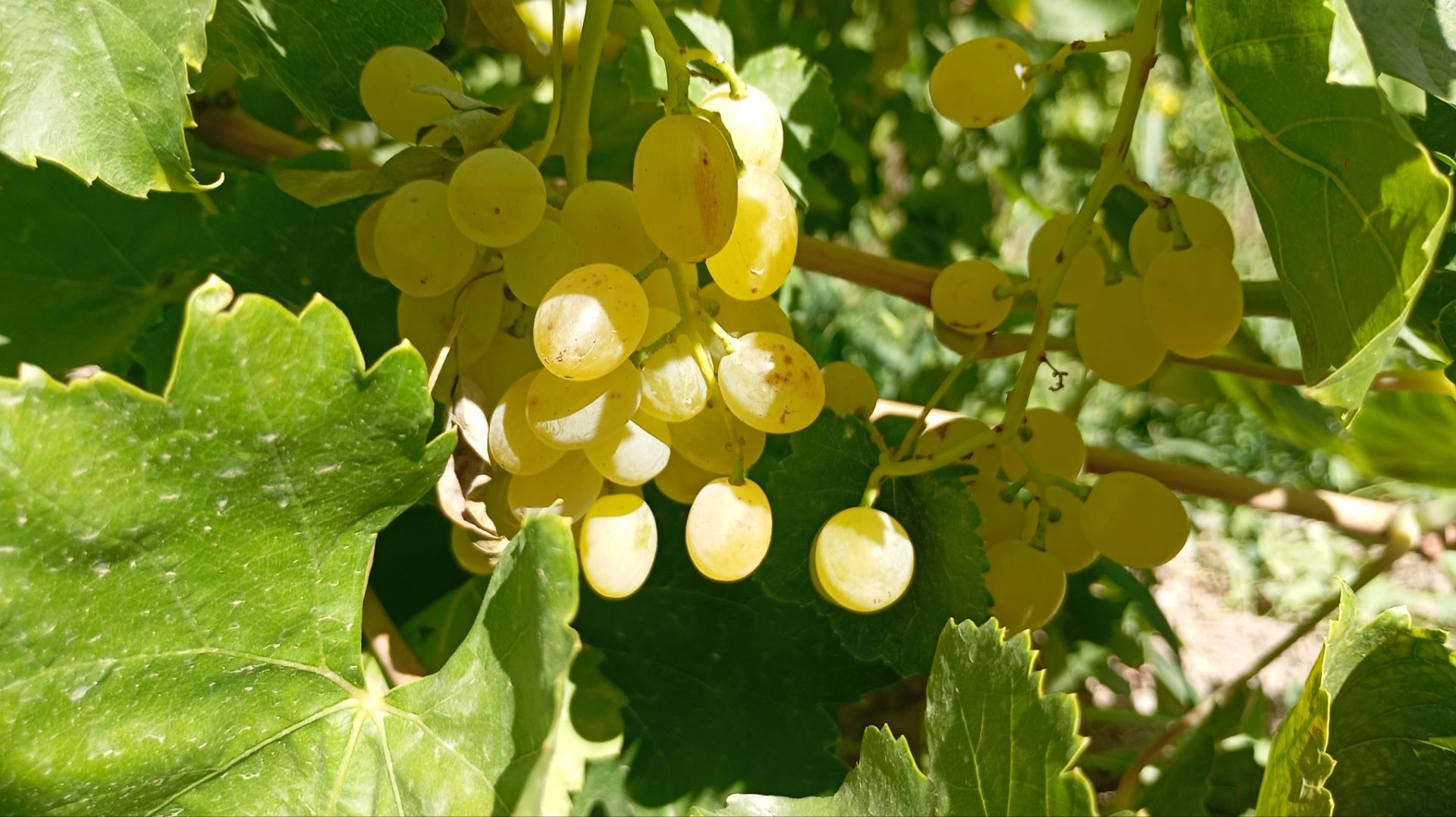 برداشت انگور در روستای گزکوه زیر سایه خشکسالی
