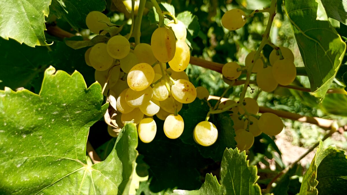 برداشت انگور در روستای گزکوه زیر سایه خشکسالی
