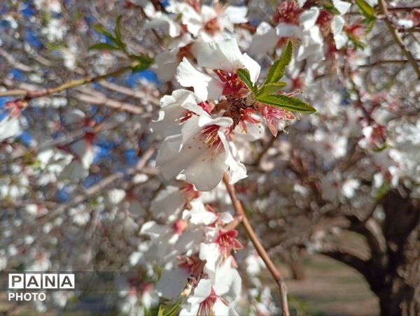 بهار با عطر شکوفه‌ها، دفتری از زندگی تازه می‌گشاید