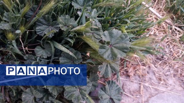 منظره زیبای بهاری در سربیشه