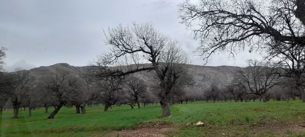 هنر در طبیعت نهفته است