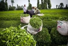 88 هزارتن چای سبز چایکاران خریداری شد