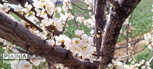  زیبایی‌های بهاری طبیعت همدان