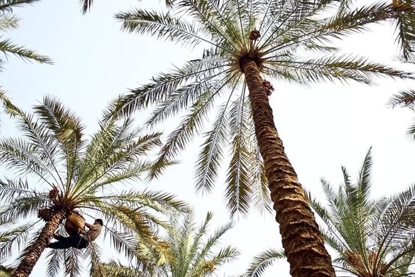 آغاز برداشت خرما از ۷۰۰ هکتار نخلستان‌های بشاگرد