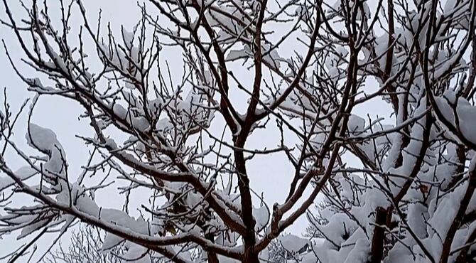 بارش برف در روستای گزکوه