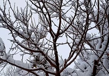 بارش برف در روستای گزکوه