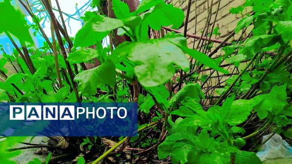 طبیعت بهاری، فرصتی برای سرزندگی روح 