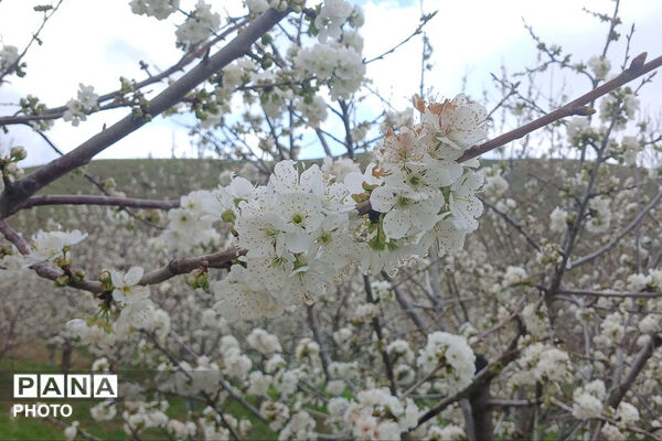 شکوفه‌های بهاری استان خراسان شمالی 