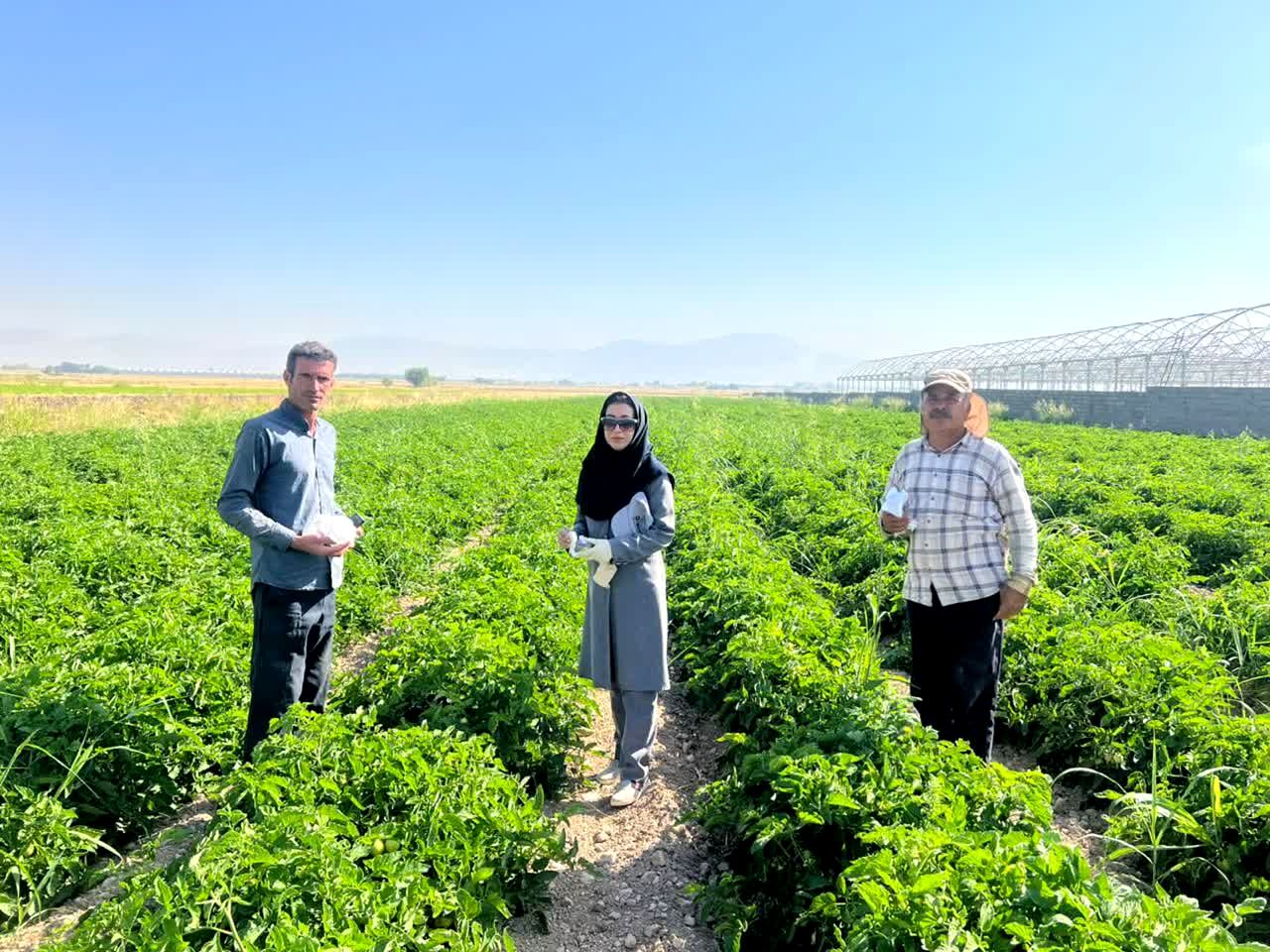 رها سازی 100 هزار زنبور براکون در مزارع بیضا