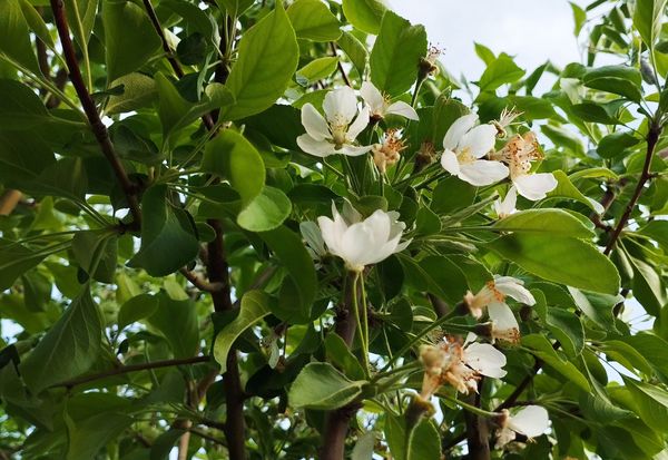 روستای شلیل نگین سرسبزی در دل کوه‌های میانکوه