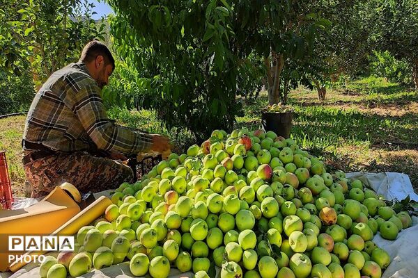 طعم شیرین تابستان در شهربار نیشابور