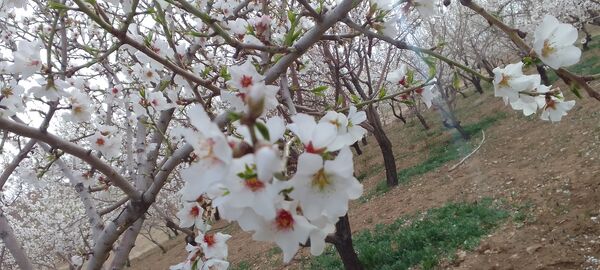 شکوفه‌ها در فصل بهار