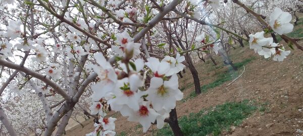شکوفه‌ها در فصل بهار