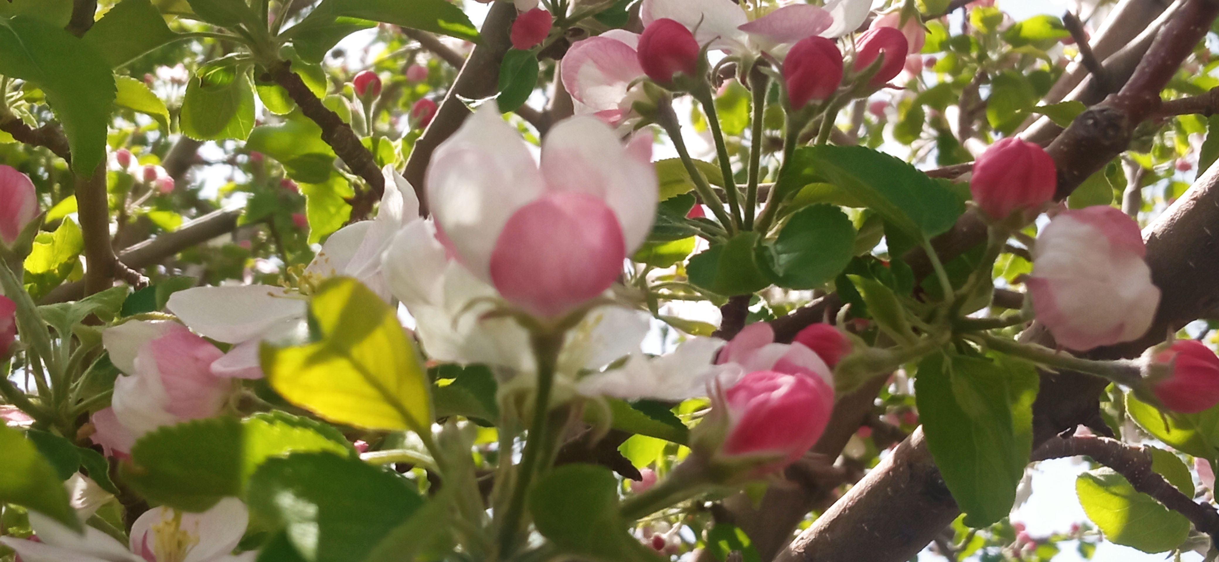 طبیعت بی نظیر روستا سربالا بهترین گزینه برای طبیعتگردی در فصل بهار