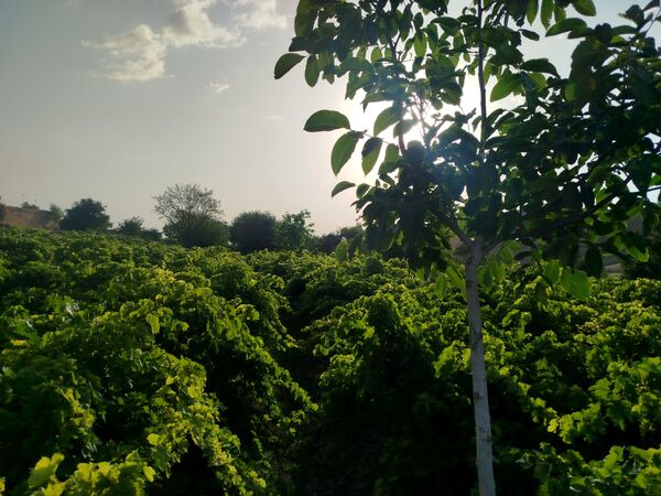 گزکوه، قطب انگور خراسان شمالی 