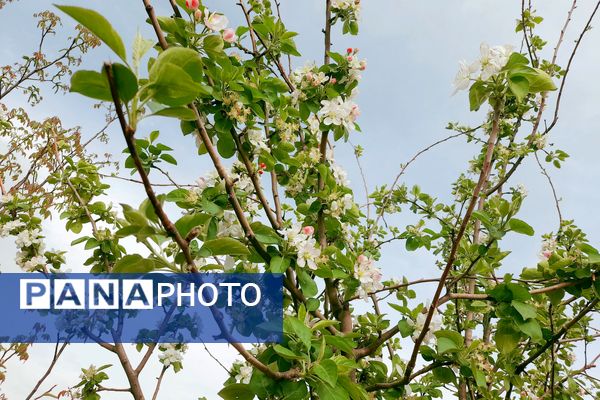 بهار، آغاز دوباره‌ی زندگی طبیعت 