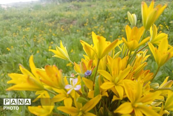 بازگشت بهار؛ آواز دوباره‌ی زندگی