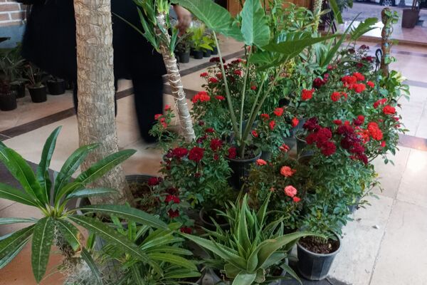 نمایشگاه گل و گیاه در نمایشگاه دائمی قرچک
