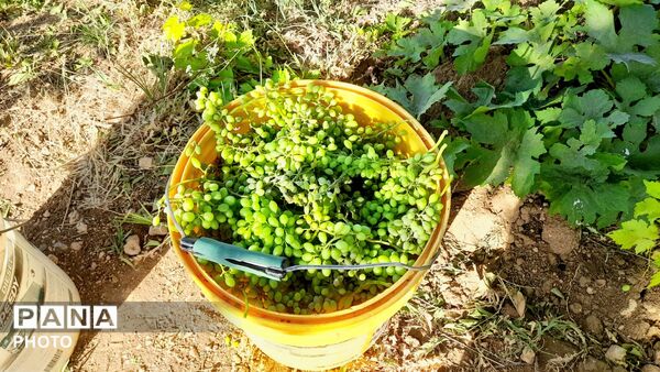 فصل «غوره‌چینی» در دستناء