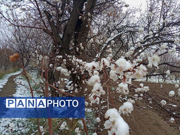 بارش برف بهاری در کوهسرخ