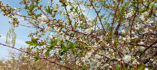 شکوفه‌های بهاری در شهرستان سملقان