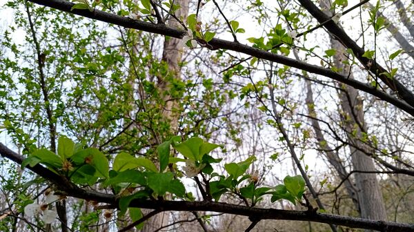 آوای گوش‌نواز بهار در طبیعت شهرستان‌بن