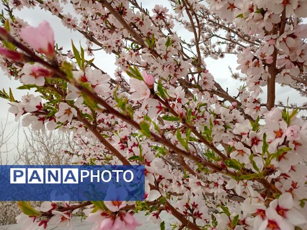 شکوفه‌ درختان، آمدن بهار را مژده می‌‌دهند