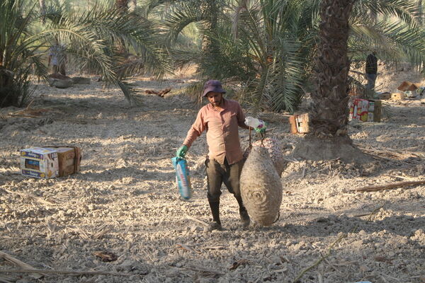 برداشت خرما در منطقه آب پخش