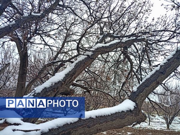 بارش برف بهاری در کوهسرخ