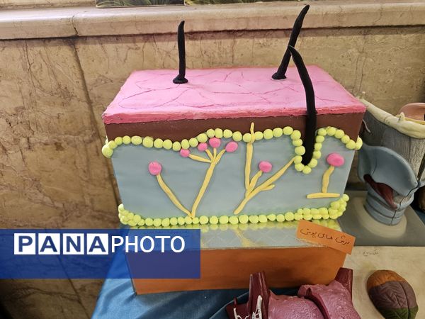 برپایی نمایشگاه علمی- پژوهشی و فرهنگی-هنری توسط دانش آموزان رشته علوم تجربی 