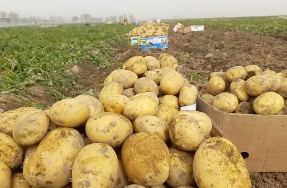 رفع ممنوعیت صادرات سیب زمینی ابلاغ شد
