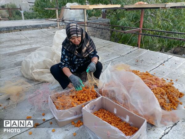 روند برداشت و آماده سازی آلو در شهربار 