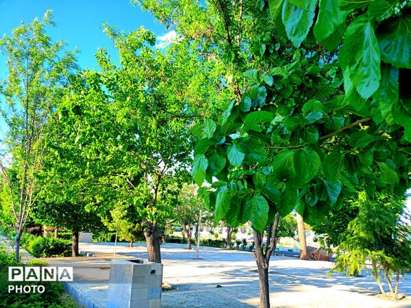  بزرگترین پارک خطی شرق کشور سرسبز تر از همیشه