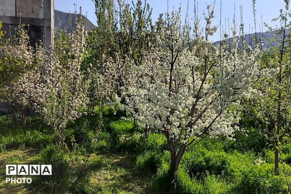 آلبوم تصویری از طبیعت زیبای شهر بار در اردیبهشت‌ماه  ۱۴۰۵ -1