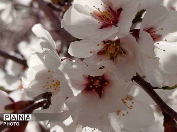 شکوفه‌های بهاری شهر بن، نویدبخش طراوت و زندگی دوباره