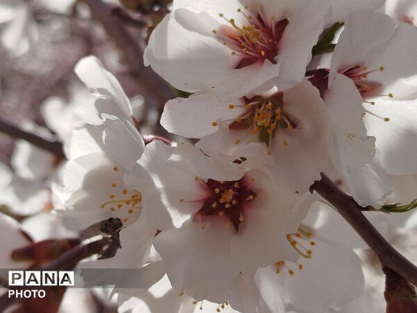 شکوفه‌های بهاری شهر بن، نویدبخش طراوت و زندگی دوباره
