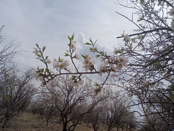  شکوفه های بهاری در روستای گزکوه