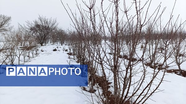 مناظر زیبای باغات روستای بوژمهران پس از بارش برف بهاری ۲۰ سانتیمتری 